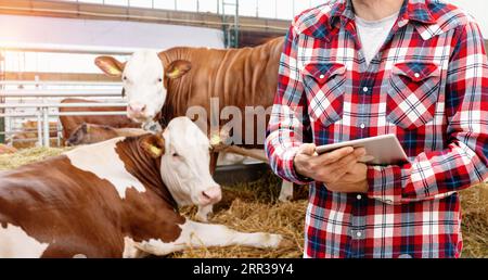 Livestock farmer with digital tablet in his hand standing in front of cows in paddock. Stock Photo