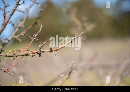 rows of dormant apple trees in an orchard on a farm Stock Photo