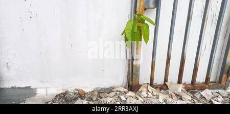 Mango Tree Growth on stone Rumble Stock Photo