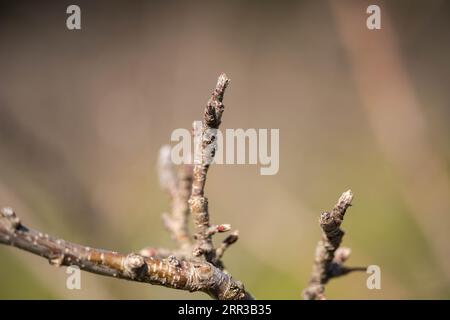 rows of dormant apple trees in an orchard on a farm Stock Photo