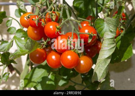 Ripe cherry tomatoes on the vine Stock Photo