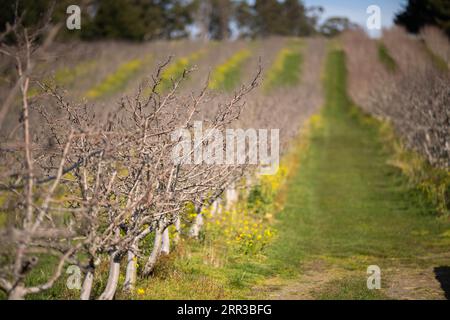rows of dormant apple trees in an orchard on a farm Stock Photo