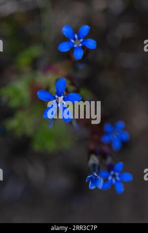 Alpine Gentian (Gentiana nivalis) Iceland IS June 2017 Stock Photo