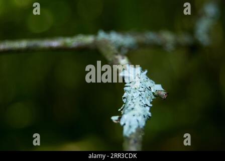Blue moss on a thin tree branch. Stock Photo