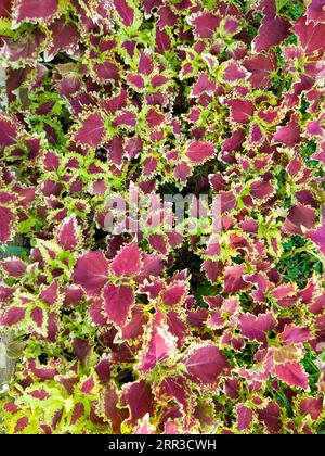 Coloful leaf Background texture from Nature Stock Photo
