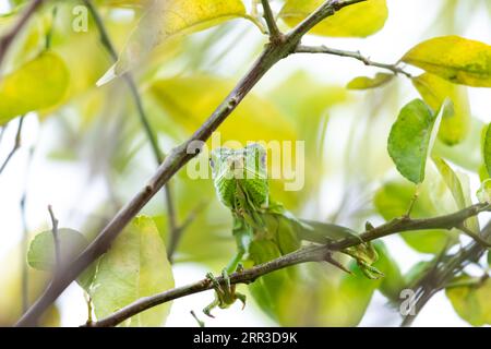 Profile of a baby Green Iguana looking down at the camera in a tree Stock Photo