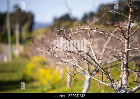 rows of dormant apple trees in an orchard on a farm Stock Photo