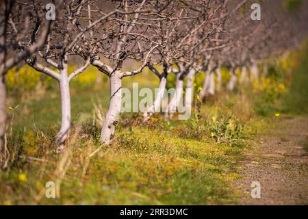 rows of dormant apple trees in an orchard on a farm Stock Photo