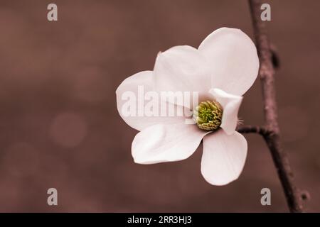 blossoming Magnolia kobus flower close-up in early spring. Stock Photo