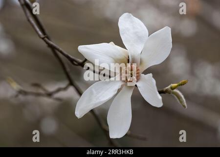 blossoming Magnolia kobus flower close-up in early spring. Stock Photo