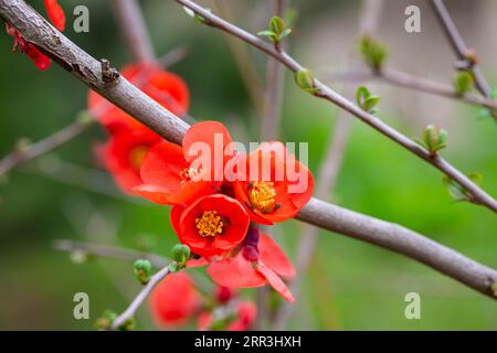 Detail of pretty red flowers of a Japanese quince Chaenomeles japonica covered in raindrops Stock Photo