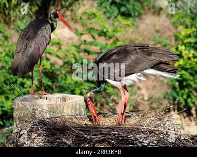 Black stork (Ciconia nigra) on its nestling Stock Photo