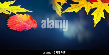 Art autumn frame border; Beautiful yellow autumn maple leaves in a puddle in the rain. Autumn weather season. Reflection of the sky in the water Stock Photo