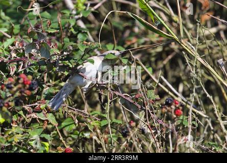 Barred Warbler (Sylvia nisoria) juvenile in low scrub hunting Common Earwig (Forficula auricularia) in dried reed stem  Eccles-on-sea, Norfolk, UK. Stock Photo