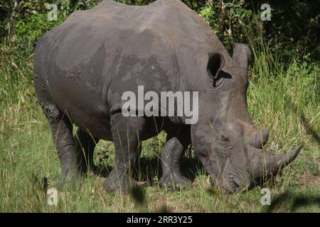 201113 -- NAKASONGOLA UGANDA, Nov. 13, 2020 -- A southern white rhino grazes on the grass at Ziwa Rhino Sanctuary in Nakasongola district, Uganda, on Nov. 9, 2020. The birth of Ziwa Rhino Sanctuary in 2005 and the re-introduction of the rhinos by Rhino Fund Uganda was good news to the country and conservationists globally.  TO GO WITH Feature: Uganda s rhino population grows after years of extinction UGANDA-NAKASONGOLA-RHINO POPULATION ZhangxGaiping PUBLICATIONxNOTxINxCHN Stock Photo