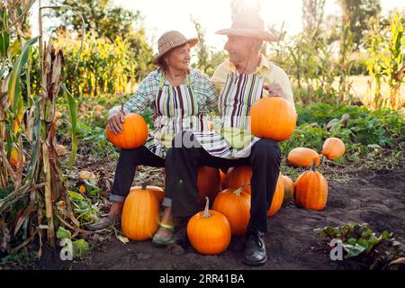 Portrait of family couple of senior farmers sitting on pile of pumpkins in autumn field at sunset. Happy workers harvest organic vegetables in fall ga Stock Photo