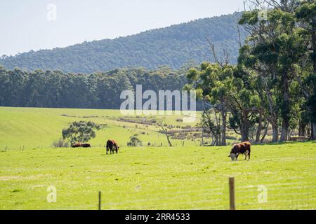 hereford bull in a paddock on a farm Stock Photo