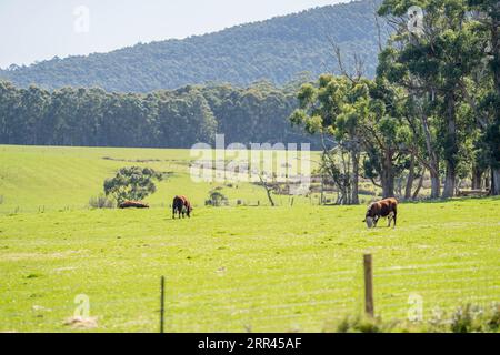 hereford bull in a paddock on a farm Stock Photo