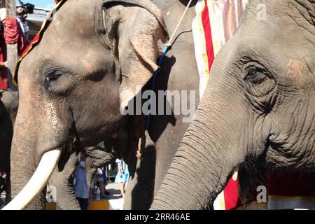 201121 -- SURIN, Nov. 21, 2020 -- Two elephants attend the annual Surin Elephant Round-up in Surin Province, Thailand, Nov. 20, 2020. Photo by /Xinhua THAILAND-SURIN-ELEPHANT RenxQian PUBLICATIONxNOTxINxCHN Stock Photo