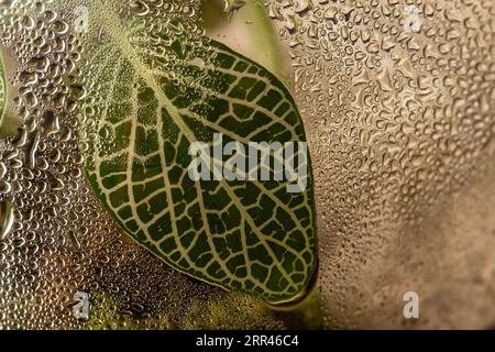 Goiania, Goias, Brazil – September 06, 2023: Drops of water inside a transparent glass terrarium, with details of leaves. Stock Photo