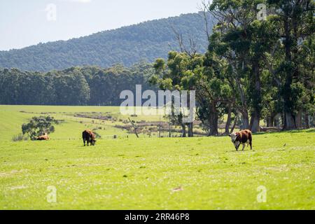 hereford bull in a paddock on a farm Stock Photo