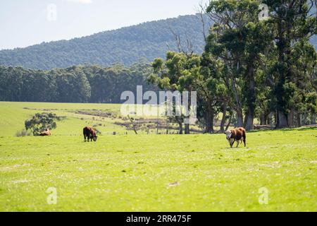 hereford bull in a paddock on a farm Stock Photo