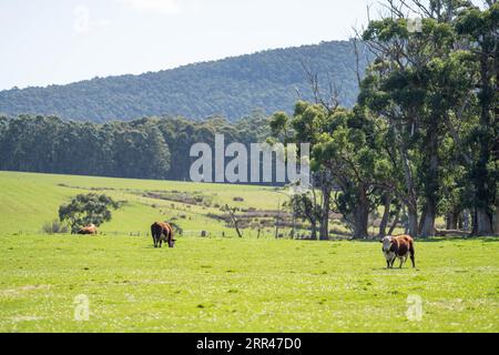 hereford bull in a paddock on a farm Stock Photo