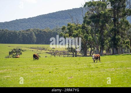 hereford bull in a paddock on a farm Stock Photo