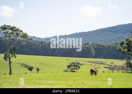 hereford bull in a paddock on a farm Stock Photo