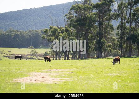 hereford bull in a paddock on a farm Stock Photo