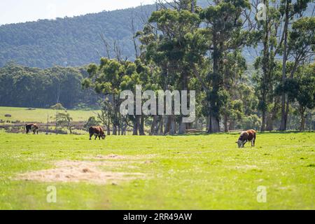 hereford bull in a paddock on a farm Stock Photo