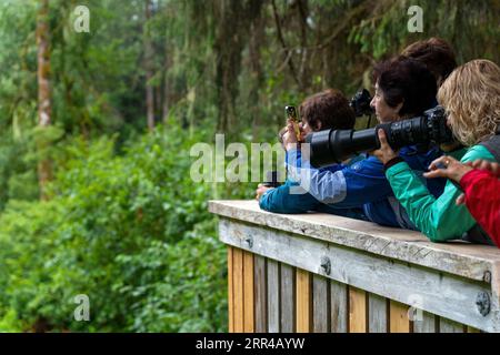 Tourists taking photographs of bears in Fish Creek, Tongass national forest, Alaska, USA. Stock Photo
