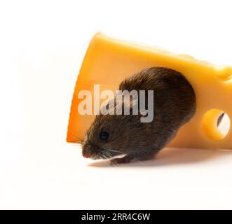 Mouse-like rodents as pests for humans. Mice and voles enter warehouses and households and destroy food products. Vole gnawed hole in cheese, isolated Stock Photo