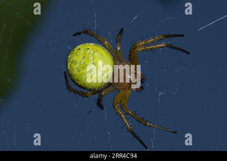Spider Araniella cucurbitina in close up Stock Photo