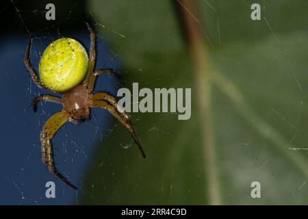 Spider Araniella cucurbitina in close up Stock Photo