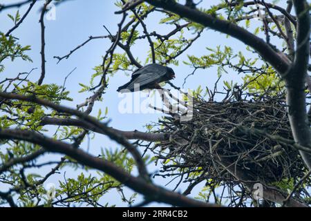 Rook nest hi-res stock photography and images - Alamy