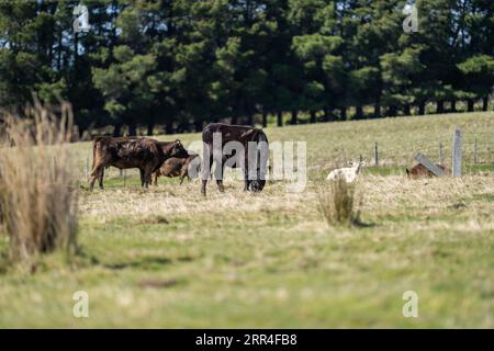 murray grey cows on a farm in america texas Stock Photo