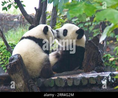 Giant pandas appear to be kissing in the Wolong Nature Reserve in Sichuan, China. Stock Photo