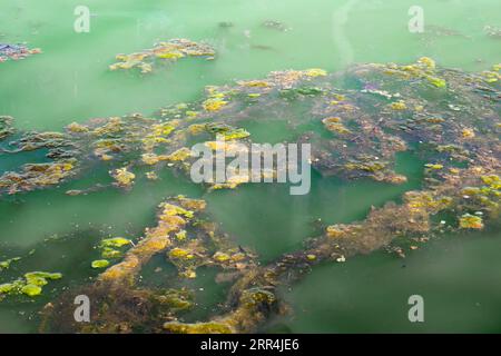 Green algae organism (Cyanobacteria) bloom in polluted river water. Photosynthetic bacteria organisms grow on pond surface in nature. A close-up. Stock Photo