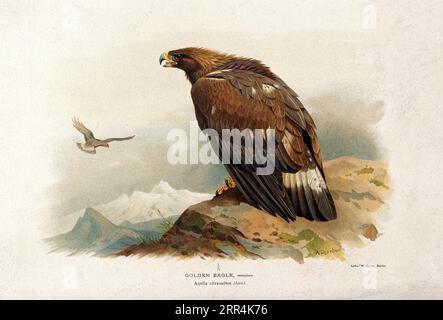 A Golden Eagle (Aquila chrysaetos), chromolithograph by W. Greve after Archibald Thorburn c1885. Stock Photo