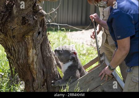 201208 -- SYDNEY, Dec. 8, 2020 -- Photo taken on Dec. 6, 2020 shows a koala back to wild in Healesville Sanctuary, Australia. TO GO WITH Koalas return to Aussie wild after being rescued from bushfires /Handout via Xinhua AUSTRALIA-RESCUED KOALA-RETURNING WILD ZoosxVictoria PUBLICATIONxNOTxINxCHN Stock Photo