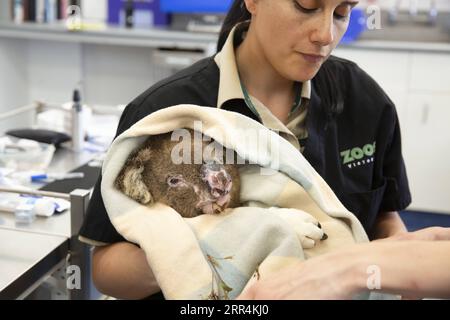 201208 -- SYDNEY, Dec. 8, 2020 -- Photo taken on Dec. 6, 2020 shows a Koala being treated for injuries caused by bushfire at the Melbourne Zoo Vet Clinic in Melbourne, Australia. TO GO WITH Koalas return to Aussie wild after being rescued from bushfires /Handout via Xinhua AUSTRALIA-RESCUED KOALA-RETURNING WILD ZoosxVictoria PUBLICATIONxNOTxINxCHN Stock Photo