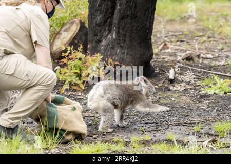 201208 -- SYDNEY, Dec. 8, 2020 -- senior veterinarian Leanne Wicker releases a koala in East Gippsland region, Victoria, Australia, on Dec. 6, 2020. TO GO WITH Koalas return to Aussie wild after being rescued from bushfires /Handout via Xinhua AUSTRALIA-RESCUED KOALA-RETURNING WILD ZoosxVictoria PUBLICATIONxNOTxINxCHN Stock Photo