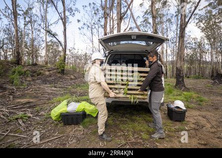 201208 -- SYDNEY, Dec. 8, 2020 -- Experts unload a koala from a truck ahead of its release in East Gippsland region, Australia, on Dec. 6, 2020. TO GO WITH Koalas return to Aussie wild after being rescued from bushfires /Handout via Xinhua AUSTRALIA-RESCUED KOALA-RETURNING WILD ZoosxVictoria PUBLICATIONxNOTxINxCHN Stock Photo