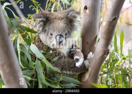 201208 -- SYDNEY, Dec. 8, 2020 -- Photo taken on Dec. 6, 2020 shows a koala with bandaged paws sitting amongst gum leaves near the Melbourne Zoo Vet Clinic in Melbourne, Australia. TO GO WITH Koalas return to Aussie wild after being rescued from bushfires /Handout via Xinhua AUSTRALIA-RESCUED KOALA-RETURNING WILD ZoosxVictoria PUBLICATIONxNOTxINxCHN Stock Photo