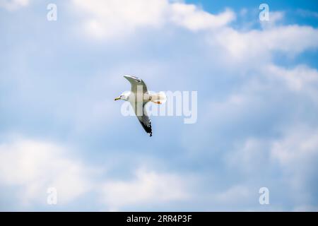 Shuwaymiyah beach, dhofar, south oman, a pristine stretch of oman coastline, providing a perfect backdrop for the seagulls' graceful flight. Stock Photo