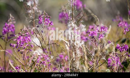 Fireweed flowering plant on a meadow in late summer. Stock Photo