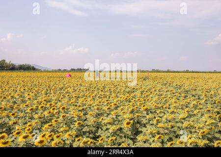 201215 -- LOPBURI, Dec. 15, 2020 -- Tourists visit a sunflower farm in Lopburi province, Thailand, Dec. 14, 2020. Lopburi province is home to the biggest sunflower fields of Thailand. Thousands of acres are filled with this beautiful bright yellow flower that is in blossom between November and January.  THAILAND-LOPBURI-SUNFLOWER ZhangxKeren PUBLICATIONxNOTxINxCHN Stock Photo