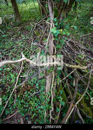 Natural intimate landscape demonstrating the colours, patterns and textures in the found environment Stock Photo