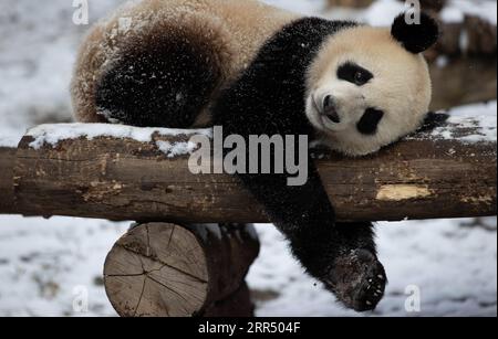 201217 -- WOLONG, Dec. 17, 2020 -- A giant panda plays after snow at Shenshuping base of China Conservation and Research Center for the Giant Panda in Wolong National Nature Reserve, southwest China s Sichuan Province, Dec. 17, 2020.  CHINA-SICHUAN-WOLONG-SNOW-PANDA CN JiangxHongjing PUBLICATIONxNOTxINxCHN Stock Photo